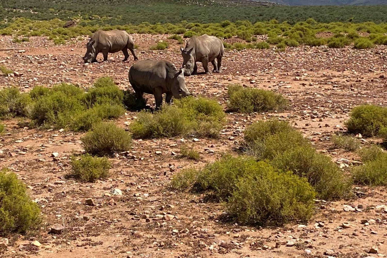 Cape Town: Aquila Game Reserve & V&A Waterfront Tour w/Lunch