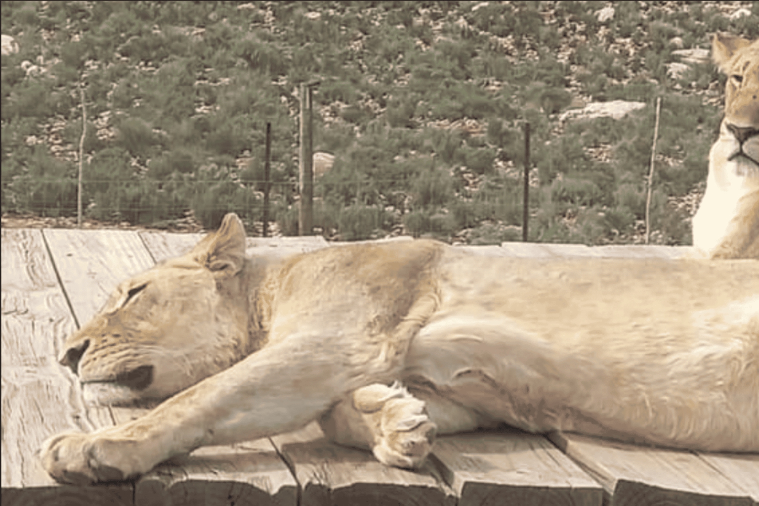 Aquila Private Game Reserve Sunset Safari