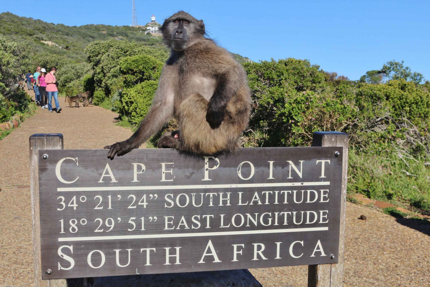 Kaap de Goede Hoop Pinguïns Zeehonden & Chapmans Peak Gedeelde Tour