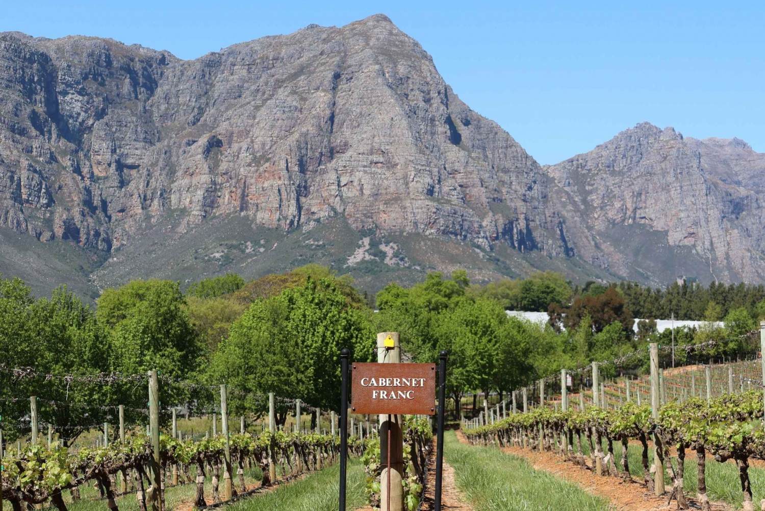 Cape Peninsula ja Winelands Yksityinen kokopäiväkierros Combo Tour