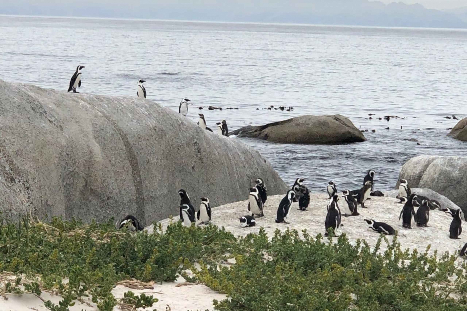 Péninsule du Cap : Cap de Bonne Espérance et plage de Boulders Penguins