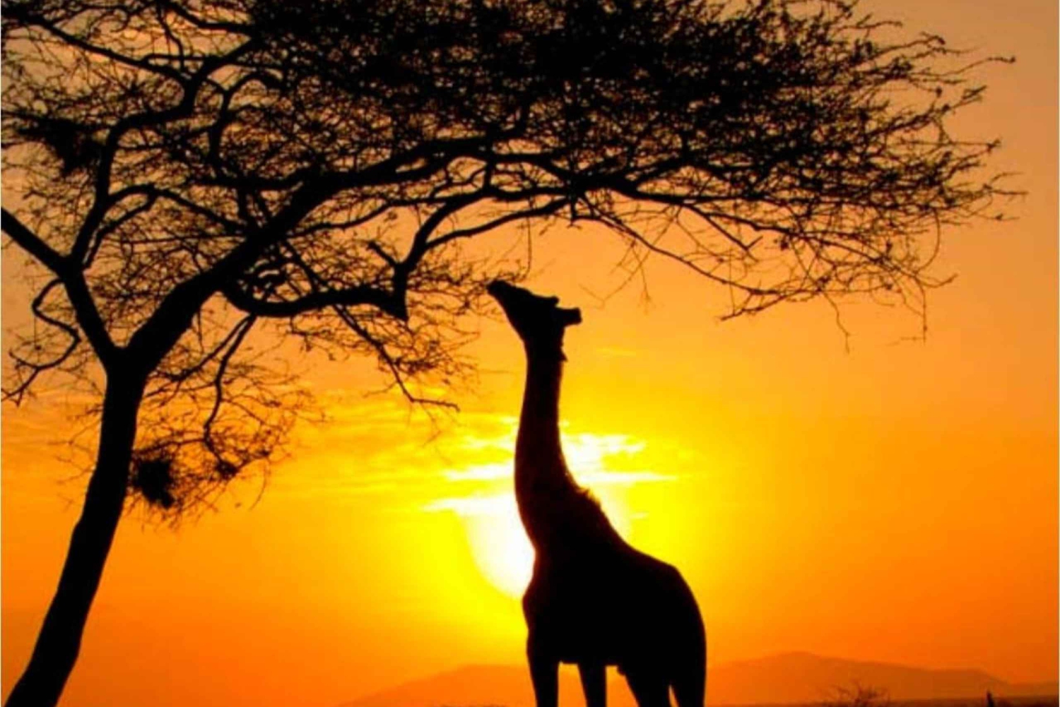 Kapsztad: rezerwat przyrody Aquila, safari o zachodzie słońca z przekąskami