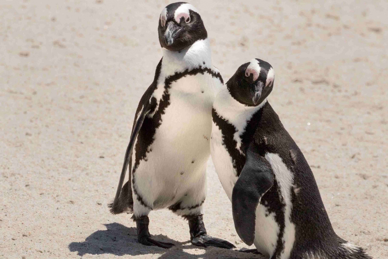 Cape Town: Halvdagstur med pingvinobservasjon på Boulders Beach