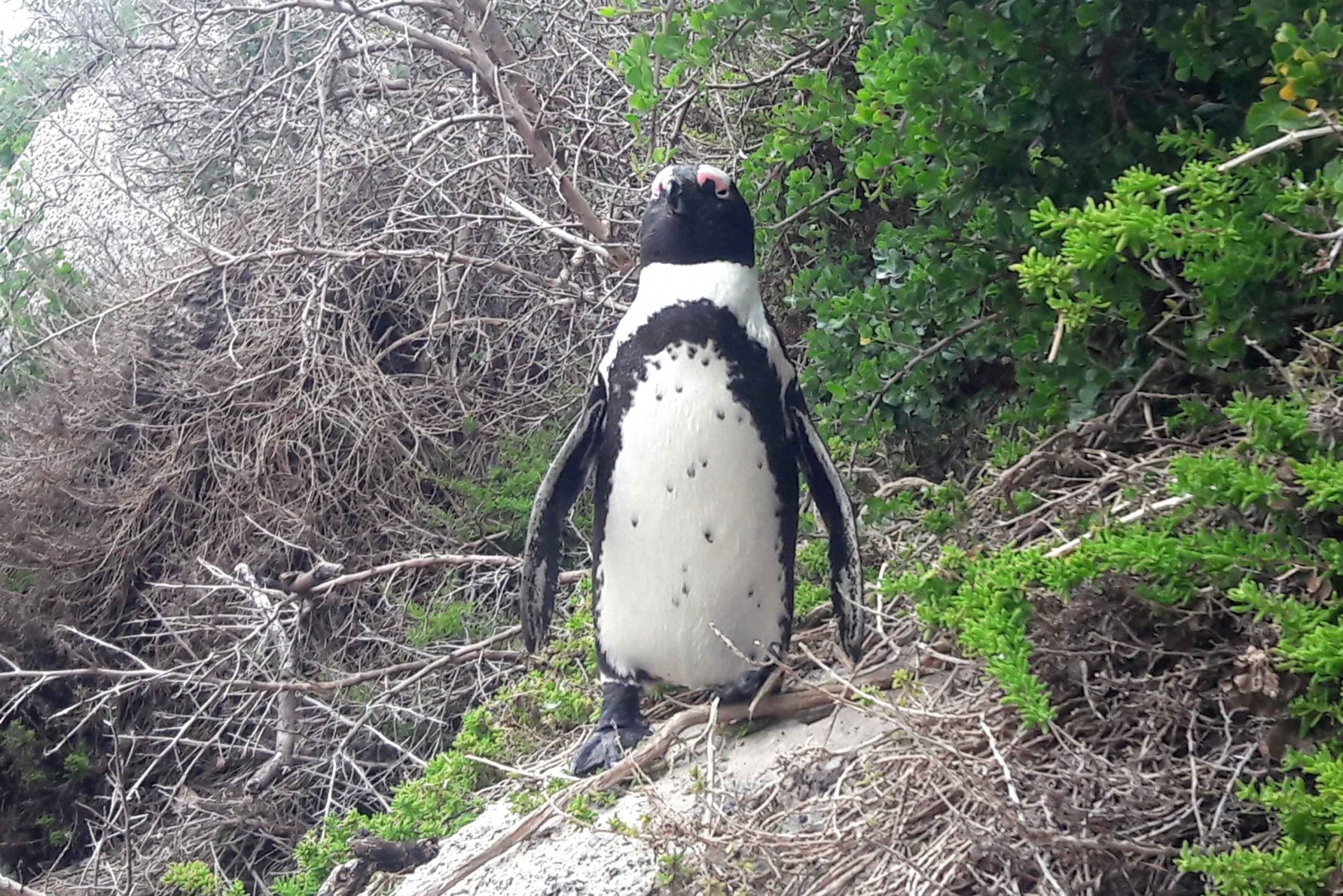 Cape Point Kap Det Gode Håb, pingviner Privat halvdagstur