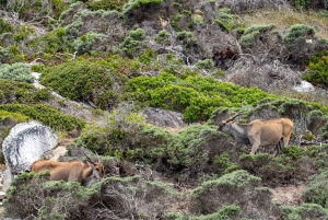 Cape Town: Cape of Good Hope & Penguins Day Tour with Pickup