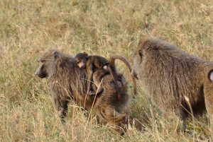 Cape Town: Cape of Good Hope & Penguins Day Tour with Pickup