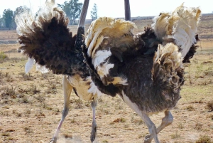 Cape Town: Cape of Good Hope & Penguins Day Tour with Pickup