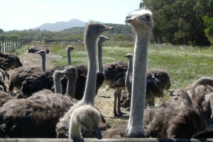 Cape Town: Cape of Good Hope & Penguins Day Tour with Pickup