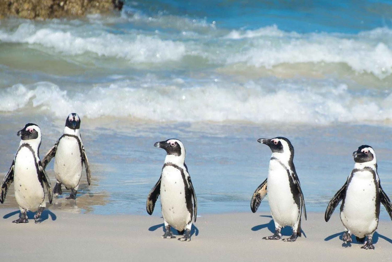 Cape Town: Cape Peninsula and Penguins Full-Day Tour