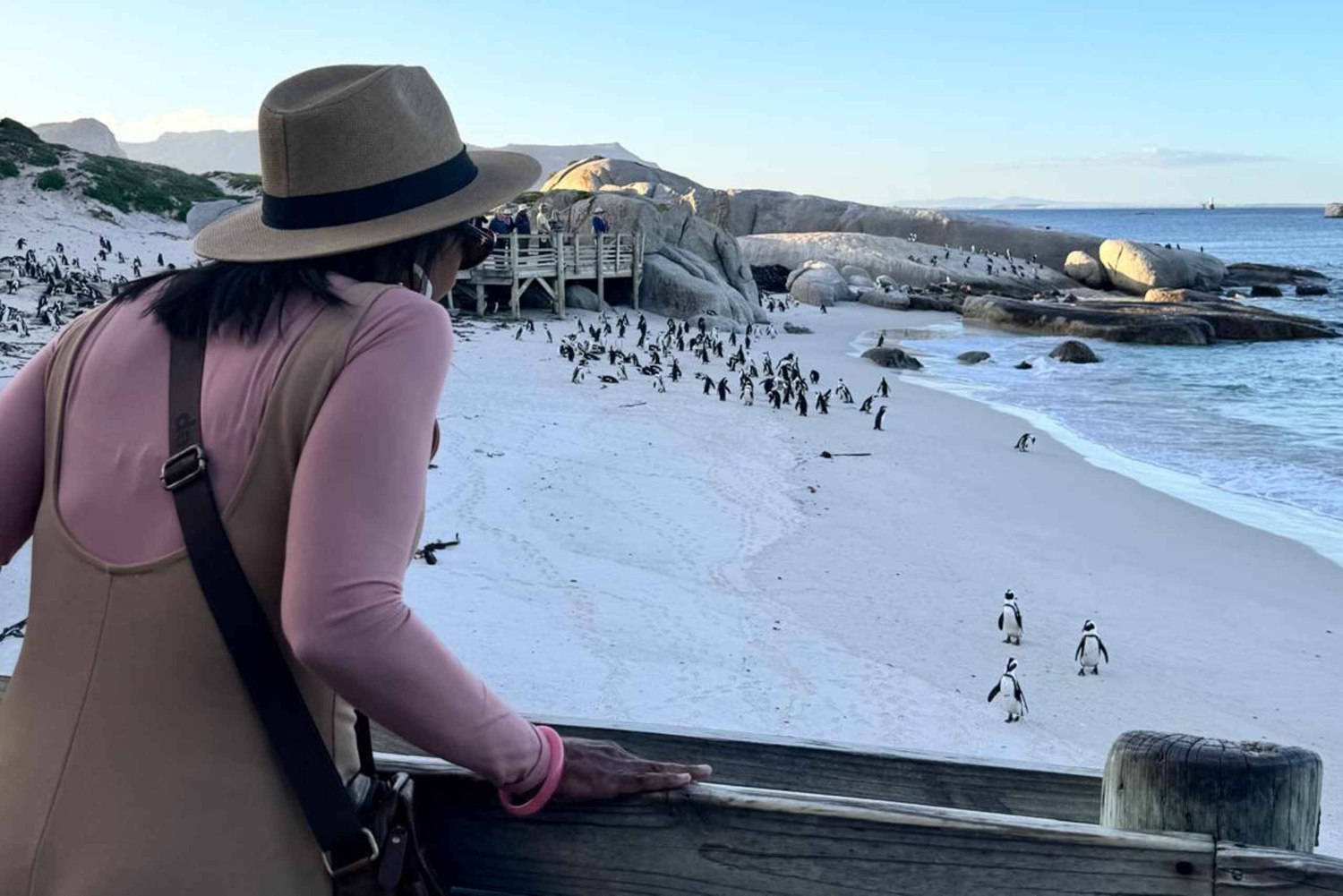 Kapstaden: Kapudden, pingviner och glass – dagsutflykt