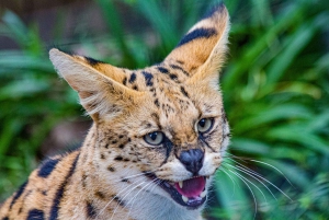 Cape Town for Children: Family Tour