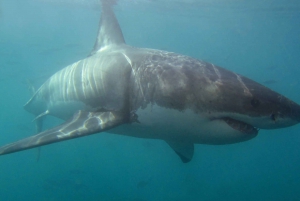 Cape Town: Gansbaai Eco-Friendly Shark Cage Diving Cruise