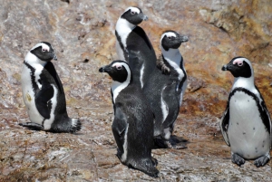 Cape Town: Gansbaai Eco-Friendly Shark Cage Diving Cruise