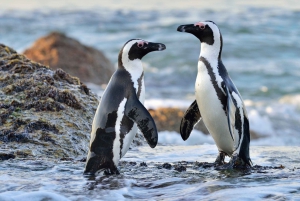 Cape Town: Gansbaai Eco-Friendly Shark Cage Diving Cruise