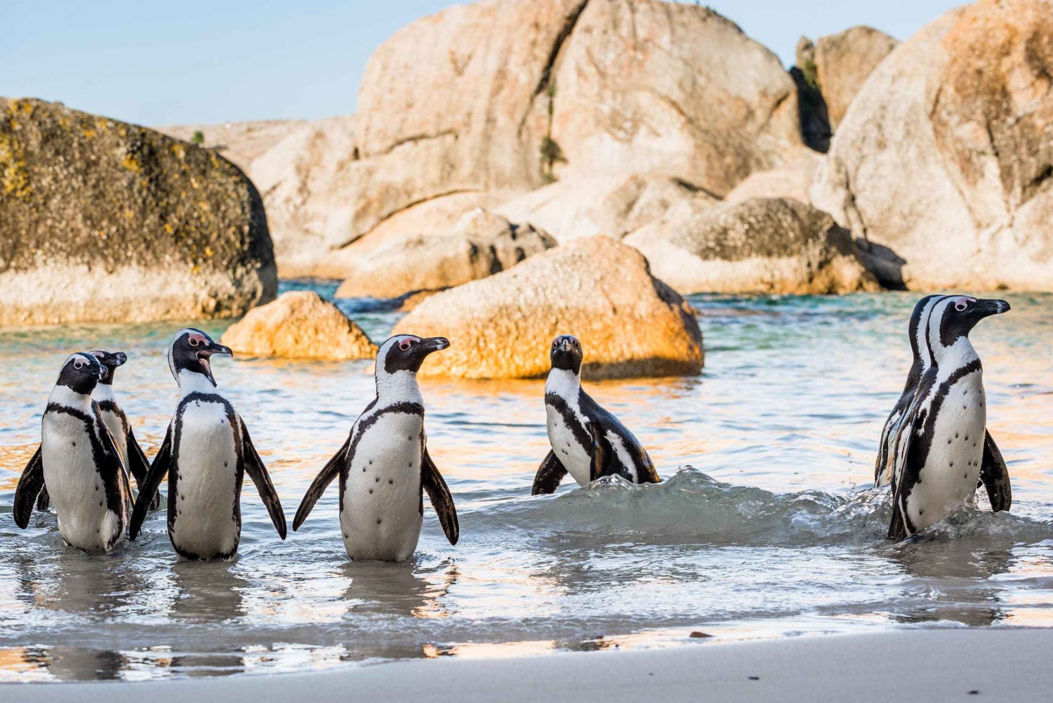 Tour particular da Cidade do Cabo ao Cabo da Boa Esperança e aos Pinguins