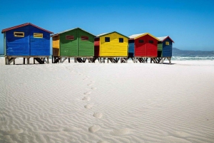 Cape Town: Table Mountain, Penguins & Cape of Good Hope Tour