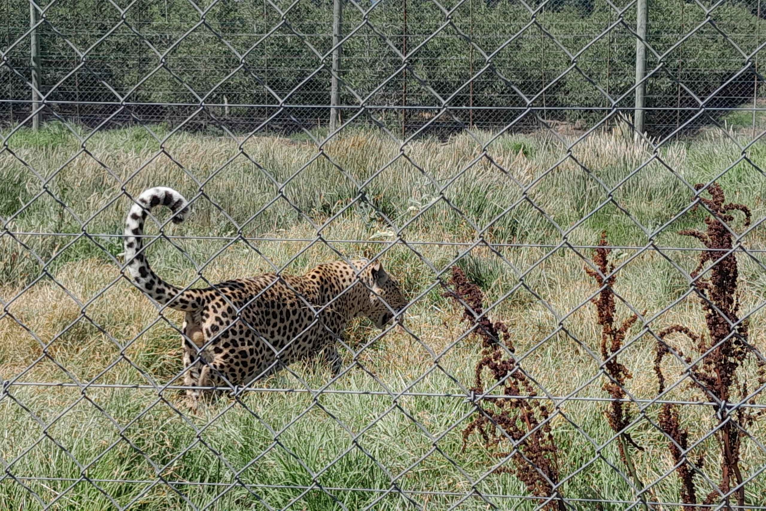 Cheeta's, giraffen ontmoeten, leeuwenpark en wijnproeverij