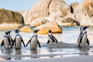 From Cape Town: Cape of Good Hope & Penguins Tour