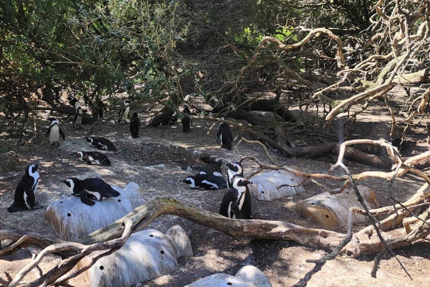 Z Kapsztadu: całodniowa wycieczka prywatna po Półwyspie Przylądkowym