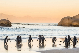 From Cape Town: Cape Point & Boulders Beach Full-Day Tour
