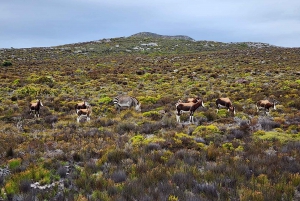 From Cape Town: Cape Point & Boulders Beach Full-Day Tour