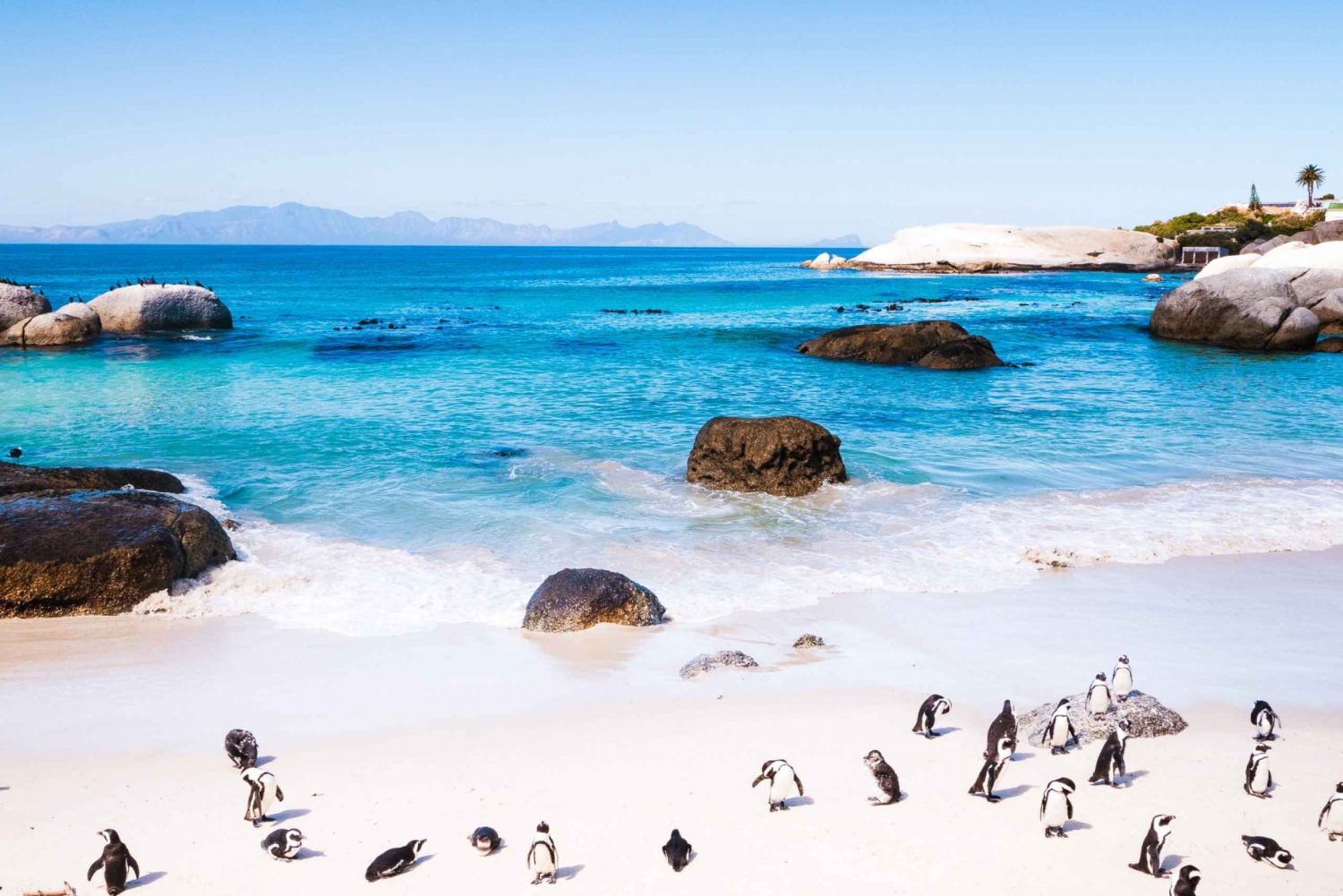 Dagvullende tour op Kaap Schiereiland