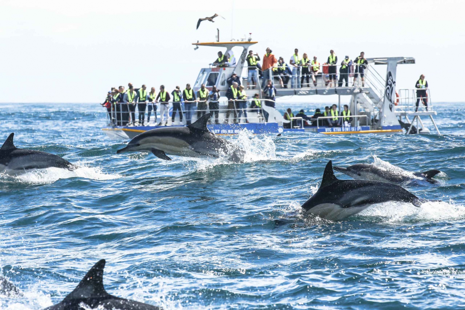 Hermanus Whale Watching and Winelands Private heldagstur
