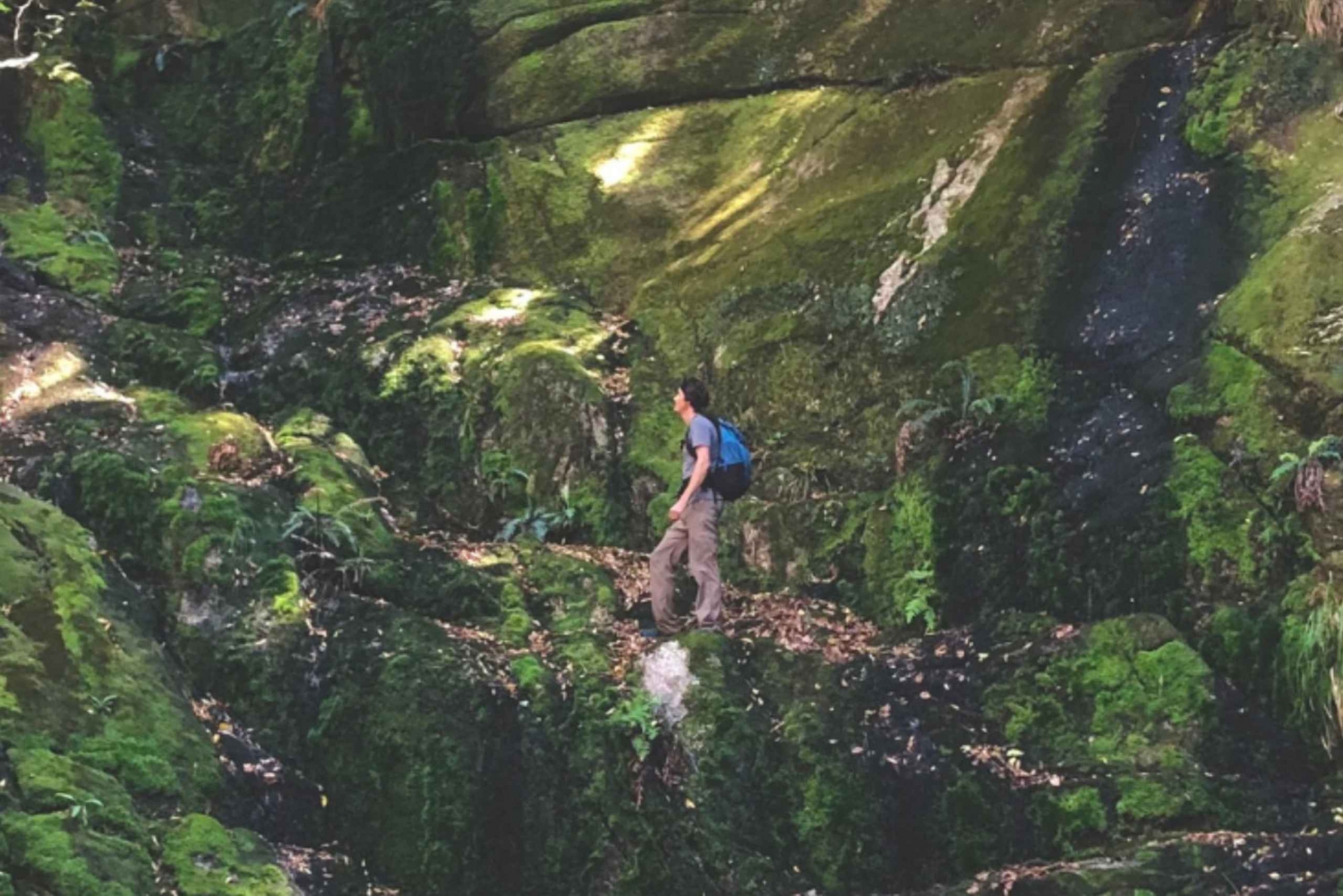 Randonnée guidée sur la montagne de la Table, Le Cap