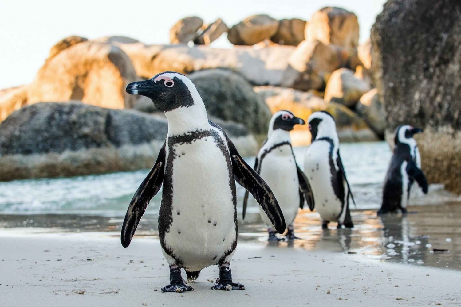 Wycieczka na Przylądek Dobrej Nadziei > Chapman's Drive > Pingwiny > Wyspa Fok