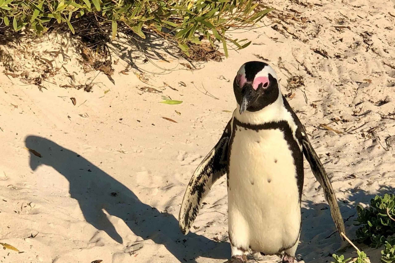 Privat tur, Simma med pingviner på Boulders Beach