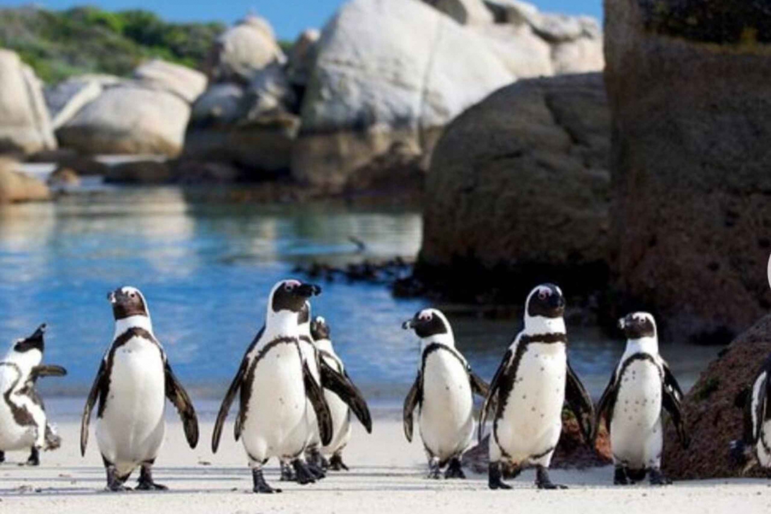 Liten gruppe: Afrikanske pingviner, Boulders Beach - Halvdagstur.