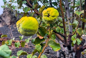 Fogo Island: Pico do Fogo Volcano Summit Hike