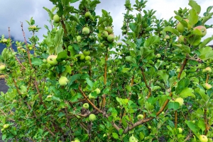 Fogo Island: Pico do Fogo Volcano Summit Hike