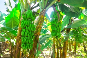 From Praia: Banana Plantation Tour and Cuscuz Workshop