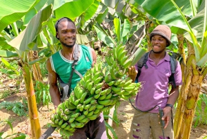 From Praia: Banana Plantation Tour and Cuscuz Workshop