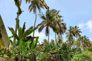 From Praia: Banana Plantation Tour and Cuscuz Workshop