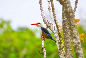 From Praia: Full-Day Santiago Island Tour & Tarrafal Beach