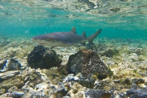 Sal: 6-Hour Experience Tour with a Local Certified Guide