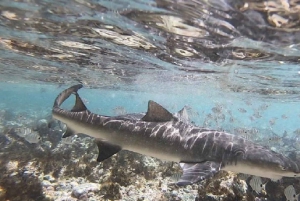 Sal: 6-Hour Experience Tour with a Local Certified Guide