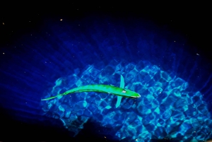 Sal: Heldagstur rundt øya med lunsj