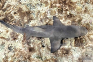 Sal Island: Guided Full-Day Highlights Tour with Lunch