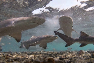 Sal island: Salt Lake, Blue Eye and Shark Bay Tour