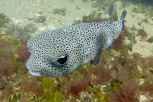 Santa Maria: Guided Snorkeling Shipwreck and Reef Tour