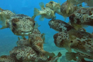 Santa Maria: Guided Snorkeling Shipwreck and Reef Tour