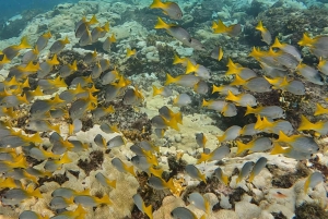 Santa Maria: Guided Snorkeling Shipwreck and Reef Tour