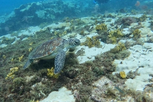 Santa Maria: Guided Snorkeling Shipwreck and Reef Tour