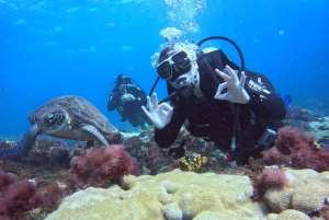 Santa Maria: Guided Snorkeling Shipwreck and Reef Tour