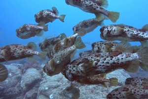 Santa Maria: Guided Snorkeling Shipwreck and Reef Tour