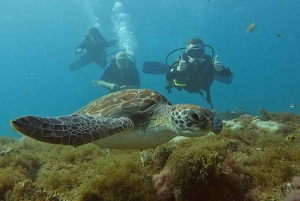 Santa Maria: Guided Snorkeling Shipwreck and Reef Tour