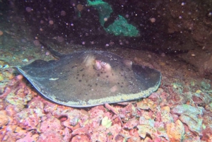 Santa Maria: Guided Snorkeling Shipwreck and Reef Tour